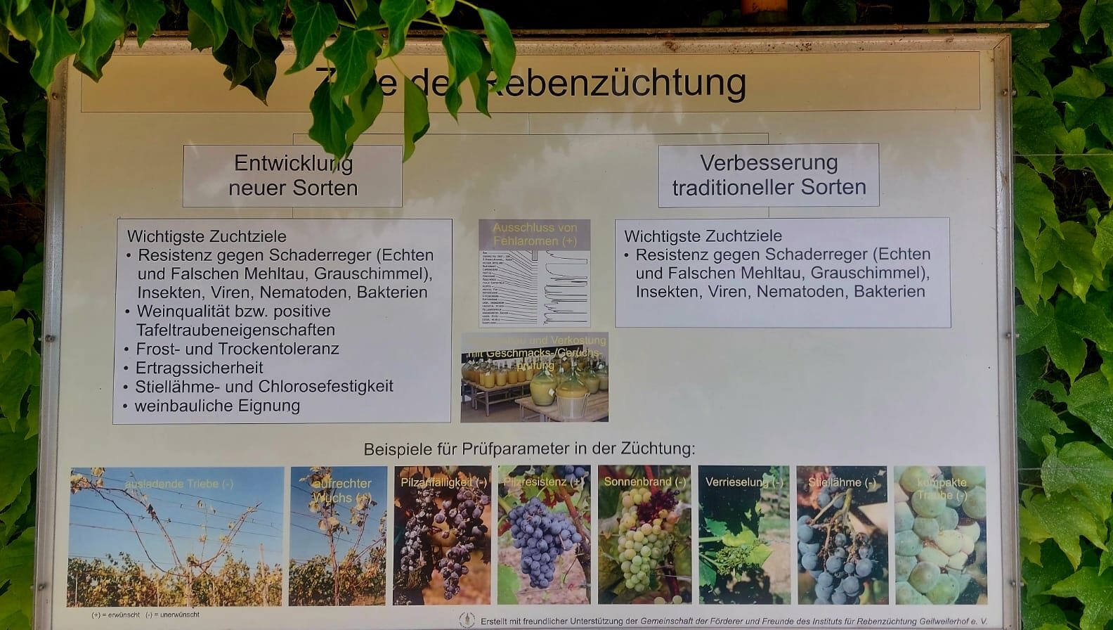 PIWI-Zukunftsreben: Weinbau in die Zukunft gedacht